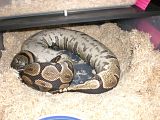 CIMG3122.jpg image by ActionReptiles